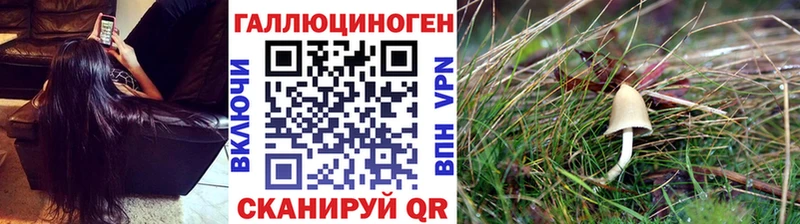 Купить где  Дрезна  Галлюциногенные грибы MAGIC MUSHROOMS 